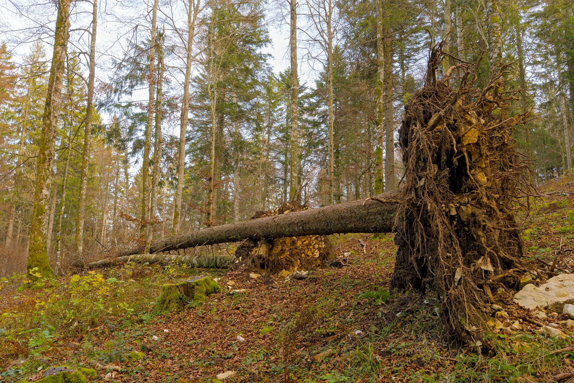 Enlèvement arbre urgence à Loos
